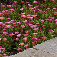 Delosperma hybrid Ocean Sunset™ Orange Glow
