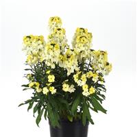 Erysimum Brightside™ Lemon Ice