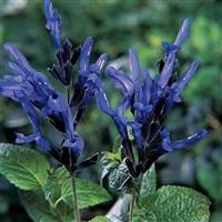 Black & Blue Salvia
