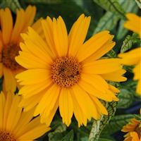 Heliopsis helianthoides Sunstruck
