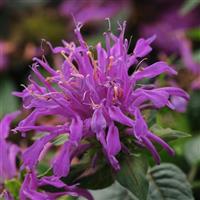 Monarda Balmy™ Lilac