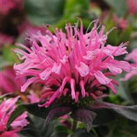 Monarda Balmy™ Pink