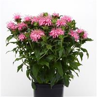 Monarda Balmy™ Pink