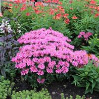 Monarda Balmy™ Pink