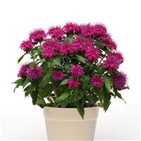 Monarda Balmy™ Purple