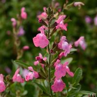 Salvia greggii Mirage<sup>®</sup> Pink