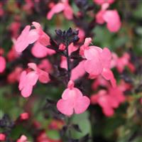 Salvia greggii Mirage<sup>®</sup> Salmon
