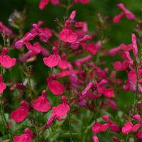 Salvia greggii Mirage<sup>®</sup> Hot Pink