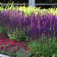 Salvia nemorosa Lyrical™ Blues