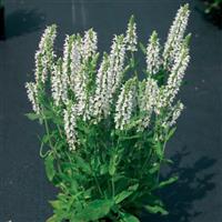 Salvia nemorosa Lyrical™ White