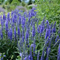 Veronica Moody Blues<sup>®</sup> Dark Blue