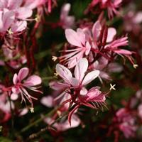 Gaura lindheimeri Belleza<sup>®</sup> Compact Light Pink
