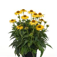 Echinacea Sombrero<sup>®</sup> Lemon Yellow