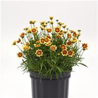 Coreopsis Sunfetti Yellow Bicolor