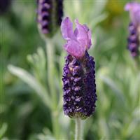 Lavandula stoechas Anouk