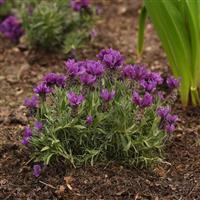 Lavandula stoechas Anouk Doublescape