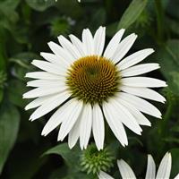 Echinacea Sombrero Poco™ White