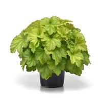 Heuchera Carnival Lime Zest