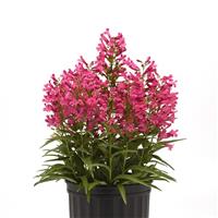 Penstemon barbatus Rock Candy<sup>®</sup> Pink Improved