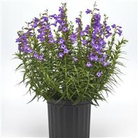 Penstemon Mountain Treats™ Lavender