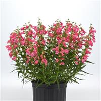 Penstemon Mountain Treats™ Rose