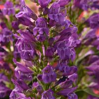 Penstemon Summit Sweets™ Purple