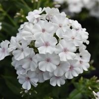 Phlox paniculata Ka-Pow<sup>®</sup> White