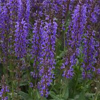 Salvia nemorosa Blue by You