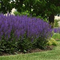 Salvia nemorosa Blue by You
