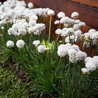 Armeria Dreameria<sup>®</sup> Dream Clouds