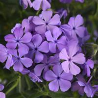Phlox Candy Cloud™ Blue