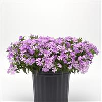 Phlox Candy Cloud™ Lavender