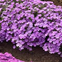 Phlox Candy Cloud™ Lavender