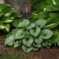 Brunnera macrophylla Frostbite