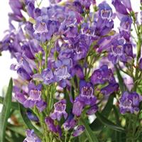 Penstemon barbatus Rock Candy<sup>®</sup> Blue