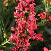 Penstemon barbatus Rock Candy<sup>®</sup> Coral