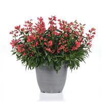 Penstemon barbatus Rock Candy<sup>®</sup> Coral