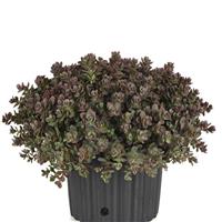 Sedum cauticola Shamrock