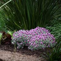 Lavandula pedunculata Lavender Frost™ Pink