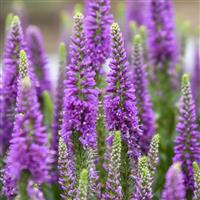 Veronica Da Vinci Delight