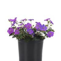 Geranium Purple Glow