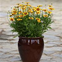 Coreopsis Golden Stardust