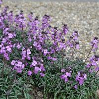 Erysimum linifolium Bowles Me Away