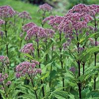 Eupatorium dubium Little Joe