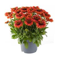 Gaillardia Guapa Red