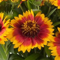 Gaillardia Guapa Flamenco Bicolor