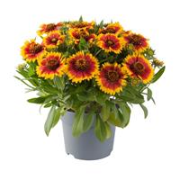 Gaillardia Guapa Flamenco Bicolor