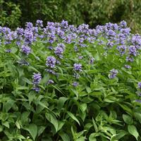 Nepeta subsessilis Prelude™ Blue