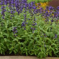 Nepeta subsessilis Prelude™ Blue