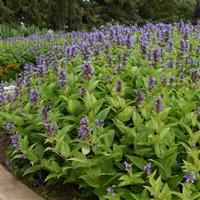 Nepeta subsessilis Prelude™ Blue